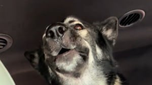Illustration : "Ce chien, grand fan de Metallica, se met à hurler dès les premières notes de sa musique préférée (vidéo) "