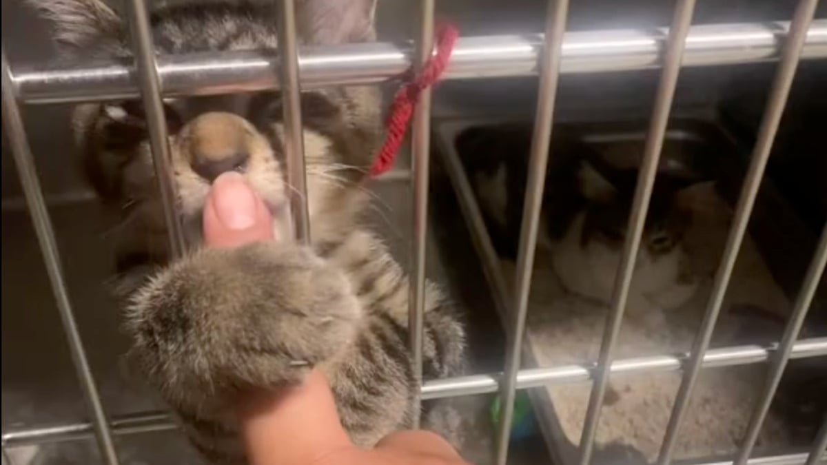 Illustration : "Elle se rend au refuge pour adopter un animal en particulier, mais un chat bavard et avide d'attention bouleverse ses plans (vidéo)"