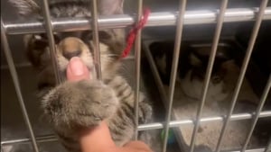 Illustration : "Elle se rend au refuge pour adopter un animal en particulier, mais un chat bavard et avide d'attention bouleverse ses plans (vidéo)"