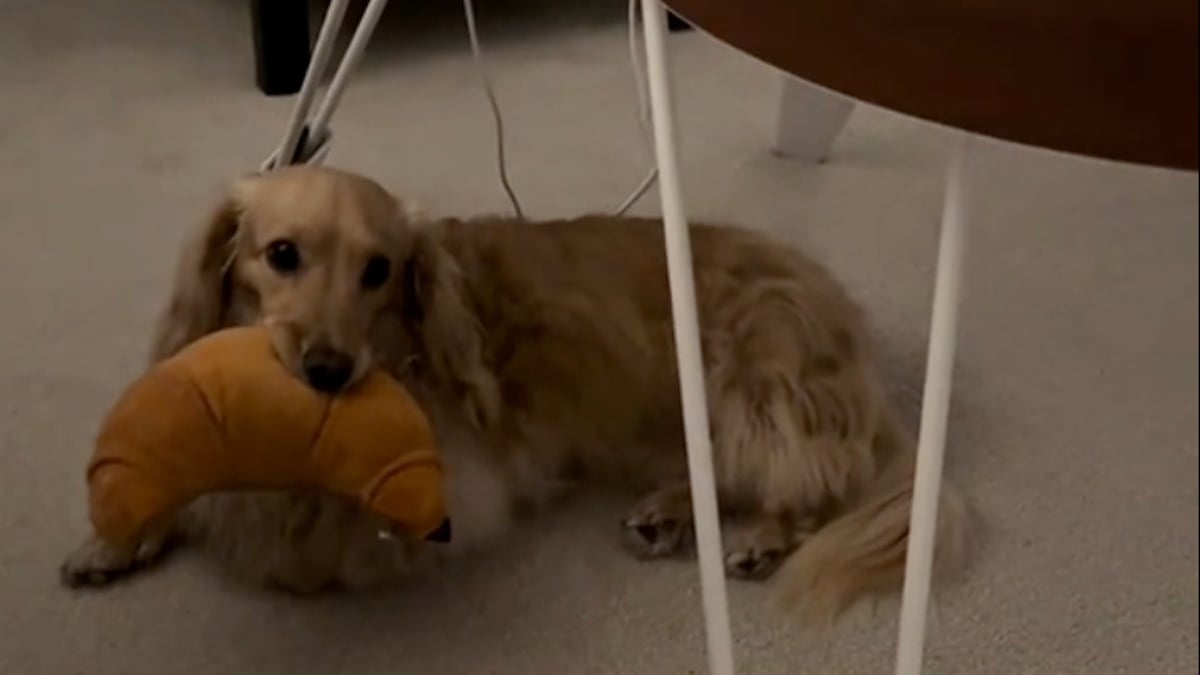Illustration : "Très épris du bébé de ses propriétaires, ce gentil chien lui offre tous les matins un objet cher à son coeur (vidéo)"
