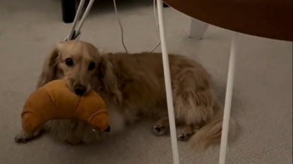 Illustration : Très épris du bébé de ses propriétaires, ce gentil chien lui offre tous les matins un objet cher à son coeur (vidéo)