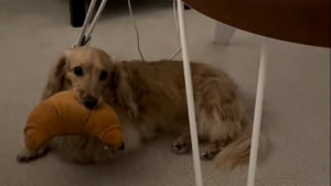 Illustration : "Très épris du bébé de ses propriétaires, ce gentil chien lui offre tous les matins un objet cher à son coeur (vidéo)"