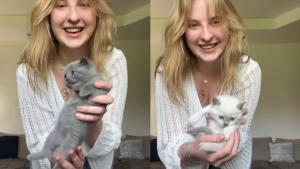Illustration : "Une chatte accouche de 5 adorables chatons gris mais chacun d’une nuance différente (vidéo)"