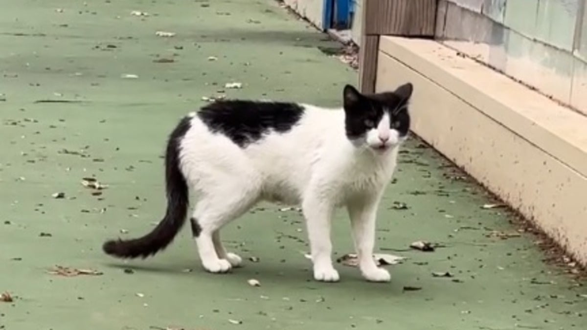 Illustration : "Une chatte errante refuse de faire confiance au bénévole qui veut l'aider jusqu'à ce qu'il prononce le mot magique (vidéo)"