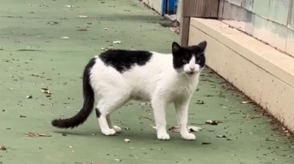 Illustration : Une chatte errante refuse de faire confiance au bénévole qui veut l'aider jusqu'à ce qu'il prononce le mot magique (vidéo)