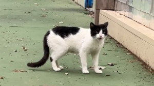 Illustration : "Une chatte errante refuse de faire confiance au bénévole qui veut l'aider jusqu'à ce qu'il prononce le mot magique (vidéo)"
