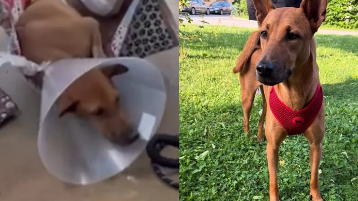 Illustration : "Brisé par un accident, ce chien a défié tous les pronostics et court à nouveau vers la vie (vidéo)"