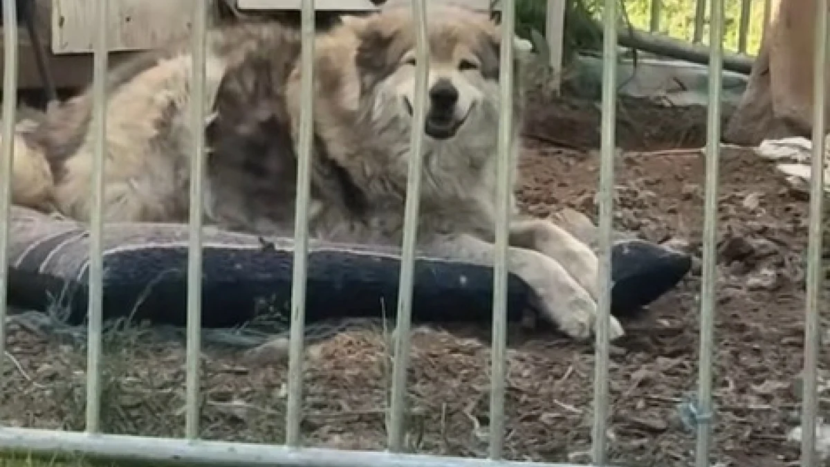 Illustration : "Cette chienne de 13 ans, aveugle et sourde, n’a pas besoin de ses sens pour savoir que sa maîtresse est rentrée (vidéo) "