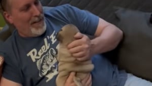 Illustration : "Une femme place son nouveau chien dans les bras de son père qui n’en voulait pas et son visage s’illumine (vidéo) "
