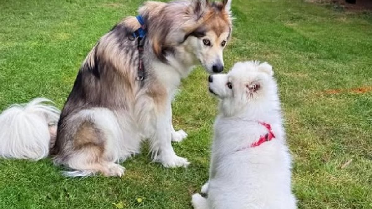 Illustration : "Un grand chien qui a du mal à se faire des amis tombe instantanément amoureux de sa nouvelle petite sœur canine (vidéo) "