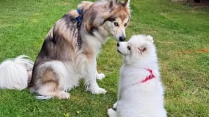 Illustration : "Un grand chien qui a du mal à se faire des amis tombe instantanément amoureux de sa nouvelle petite sœur canine (vidéo) "