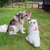 Illustration : Un grand chien qui a du mal à se faire des amis tombe instantanément amoureux de sa nouvelle petite sœur canine (vidéo) 