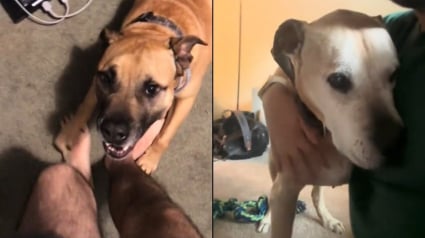 Illustration : Un chien autrefois si turbulent qu'il "terrorisait" son maître devient un vieux compagnon apaisé et débordant d'affection (vidéo)