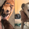 Illustration : Un chien autrefois si turbulent qu'il "terrorisait" son maître devient un vieux compagnon apaisé et débordant d'affection (vidéo)