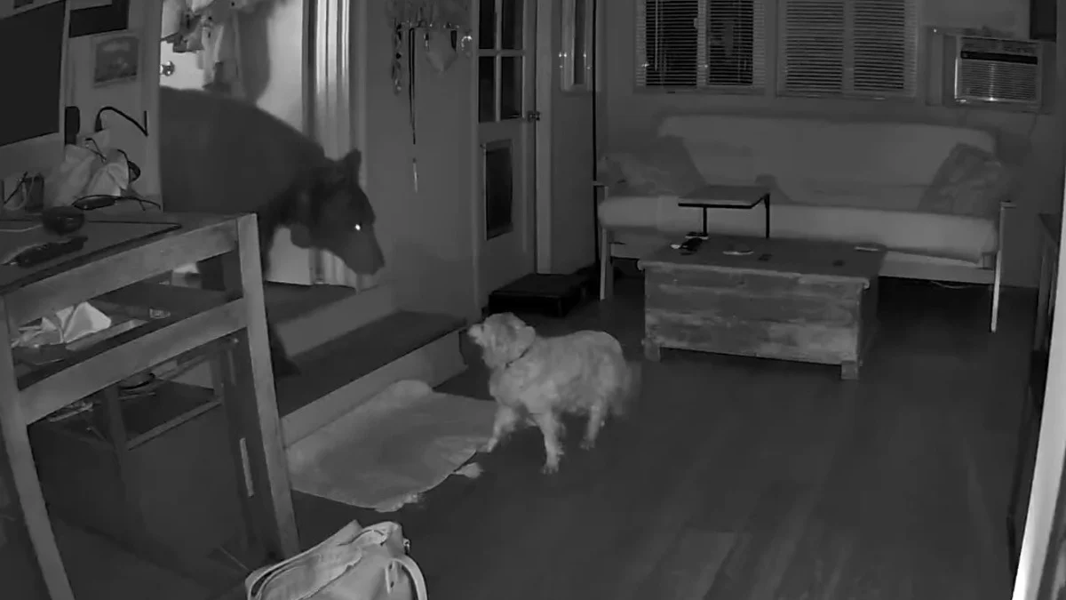 Illustration : "Face-à-face surréaliste entre un chien sénior et un ours s'étant introduit chez ses maîtres en quête de nourriture (vidéo)"