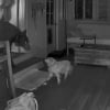 Illustration : Face-à-face surréaliste entre un chien sénior et un ours s'étant introduit chez ses maîtres en quête de nourriture (vidéo)