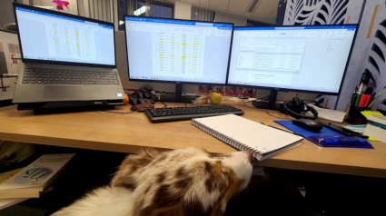 Illustration : Journée mondiale du chien au travail : DoggyWorky sensibilise sur le rôle essentiel de nos fidèles compagnons dans l'évolution des attentes professionnelles