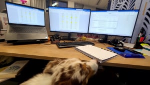 Illustration : "Journée mondiale du chien au travail : DoggyWorky sensibilise sur le rôle essentiel de nos fidèles compagnons dans l'évolution des attentes professionnelles"