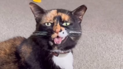 Illustration : Cette chatte particulièrement bavarde et abandonnée 2 fois trouve enfin une humaine qui l’écoute et l'aime (vidéo)