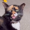 Illustration : Cette chatte particulièrement bavarde et abandonnée 2 fois trouve enfin une humaine qui l’écoute et l'aime (vidéo)