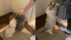 Illustration : "L'attitude poignante d'une chatte suppliant ses propriétaires de ne pas laisser partir les chatons qu'ils ont accueillis (vidéo)"