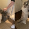 Illustration : L'attitude poignante d'une chatte suppliant ses propriétaires de ne pas laisser partir les chatons qu'ils ont accueillis (vidéo)