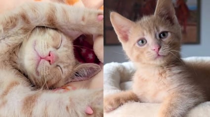 Illustration : Malgré des débuts de vie difficiles et un problème important d’équilibre, ce chat surmonte les difficultés avec courage et ténacité (vidéo)