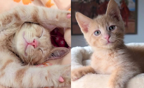 Malgré des débuts de vie difficiles et un problème important d’équilibre, ce chat surmonte les difficultés avec courage et ténacité (vidéo)