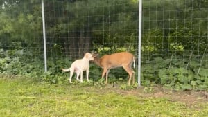 Illustration : "Ce Labrador et ce cerf séparés par une clôture vivent une rencontre digne de Roméo et Juliette (vidéo)"