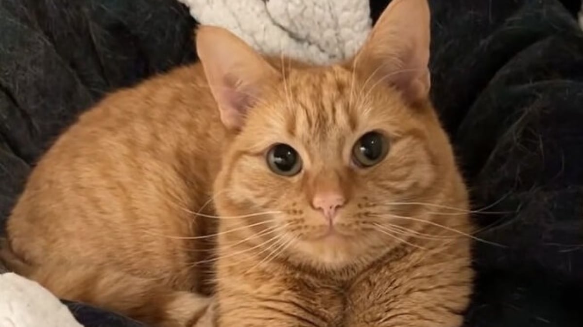 Illustration : "18 photos dévoilant toute la beauté des chats roux "
