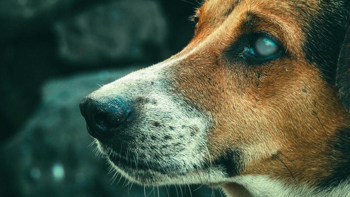 Illustration : "6 conseils pour vous aider à prendre soin de votre chien atteint de cécité"