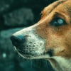 Illustration : 6 conseils pour vous aider à prendre soin de votre chien atteint de cécité