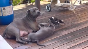 Illustration : "Un chiot partage tendrement sa friandise avec un oiseau, sous l’œil attendri de sa maman (vidéo)"