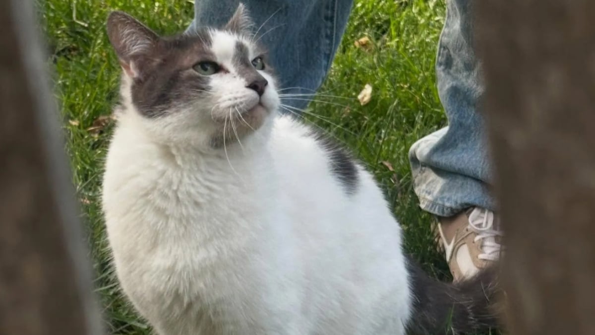 Illustration : "Abandonné dans un parc, ce chat de 12 ans est sauvé par des voisins au grand cœur"