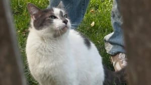 Illustration : "Abandonné dans un parc, ce chat de 12 ans est sauvé par des voisins au grand cœur"