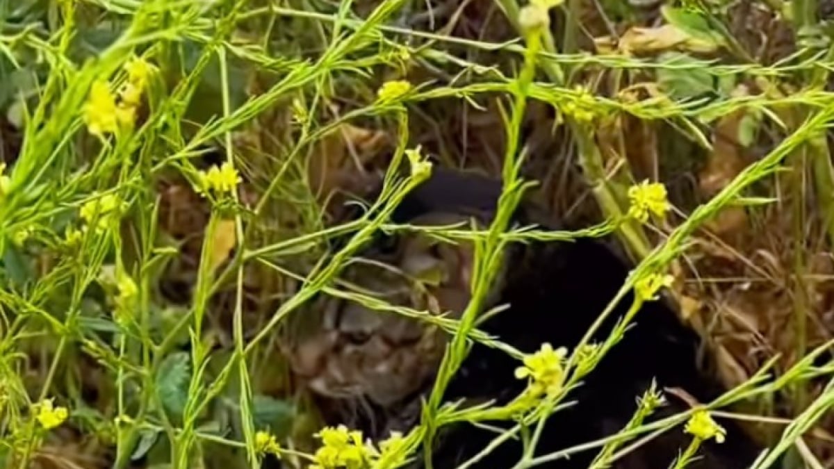 Illustration : "Jeté sans pitié d’une voiture en pleine nature, un chat trouve une aide providentielle d'une randonneuse témoin de la scène (vidéo)"