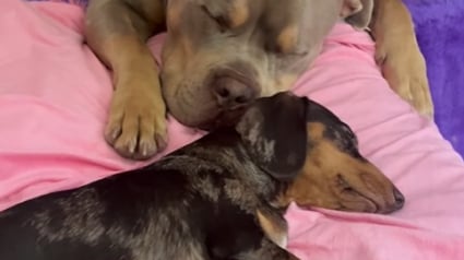 Illustration : Un American Bully reste aux côtés de sa meilleure amie Teckel qui est sur le point d’accoucher (vidéo) 