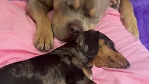 Illustration : "Un American Bully reste aux côtés de sa meilleure amie Teckel qui est sur le point d’accoucher (vidéo) "