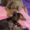 Illustration : Un American Bully reste aux côtés de sa meilleure amie Teckel qui est sur le point d’accoucher (vidéo) 