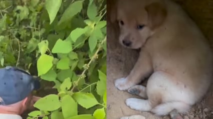 Illustration : 3 chiots vivaient seuls, cachés dans une grotte, jusqu’à ce qu’un homme menace de les empoisonner si personne ne venait les sauver (vidéo)