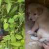 Illustration : 3 chiots vivaient seuls, cachés dans une grotte, jusqu’à ce qu’un homme menace de les empoisonner si personne ne venait les sauver (vidéo)