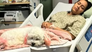 Illustration : "En plein deuil après la perte de son bébé, elle reçoit la visite inattendue et réconfortante de sa chienne dans sa chambre d'hôpital (vidéo)"