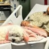 Illustration : En plein deuil après la perte de son bébé, elle reçoit la visite inattendue et réconfortante de sa chienne dans sa chambre d'hôpital (vidéo)