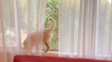 Illustration : Ce chiot, qui se prend pour un chat, doit encore s’entraîner pour améliorer son équilibre (vidéo) 