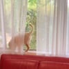 Illustration : Ce chiot, qui se prend pour un chat, doit encore s’entraîner pour améliorer son équilibre (vidéo) 