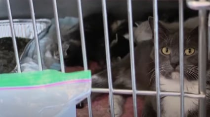 Illustration : Faute de place, un refuge ne peut accueillir les 12 chats d’une femme, mais découvre ce qu’elle a fait la semaine suivante