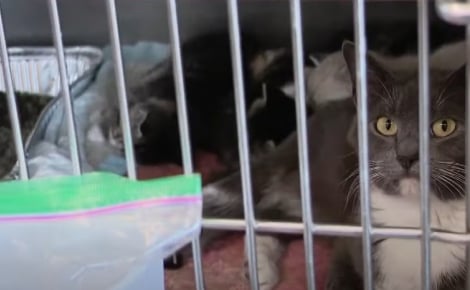 Faute de place, un refuge ne peut accueillir les 12 chats d’une femme, mais découvre ce qu’elle a fait la semaine suivante