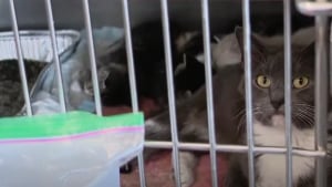 Illustration : Faute de place, un refuge ne peut accueillir les 12 chats d’une femme, mais découvre ce qu’elle a fait la semaine suivante