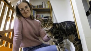 Illustration : "Un chat détecte la grossesse de sa propriétaire, puis son cancer quelque temps plus tard "