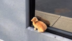 Illustration : "En s'approchant d'un chaton errant assis seul sur le rebord d'une fenêtre, elle comprend qu'elle ne peut repartir sans lui (vidéo)"